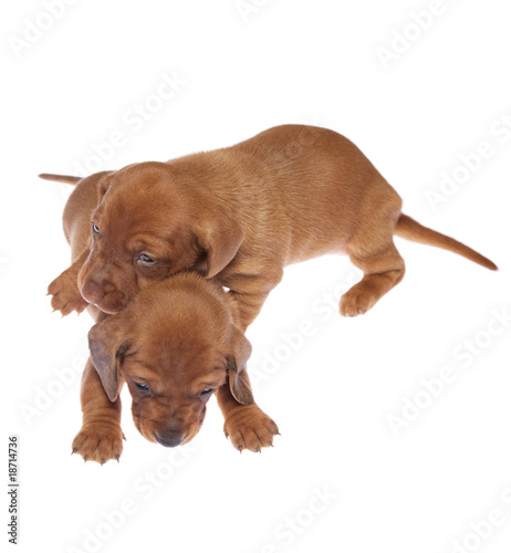 Dachshund puppies 05