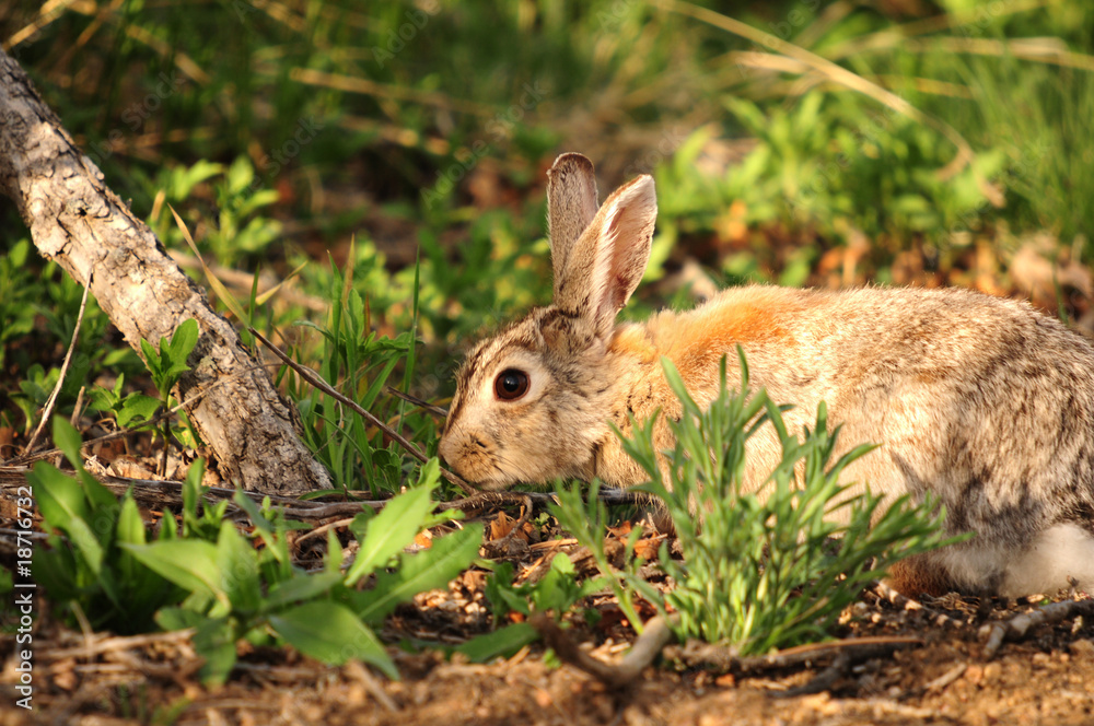 Fototapeta premium lepre