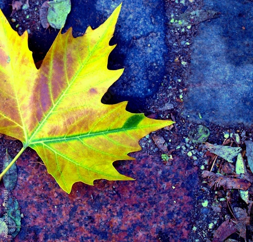 Herbstblatt
