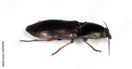 Click beetle (Selatosomus aeneus) isolated on white.