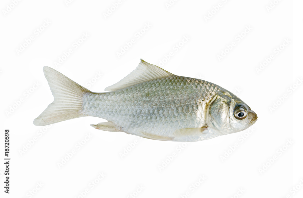 Small crucian isolated on white background Small crucian isolated on white background