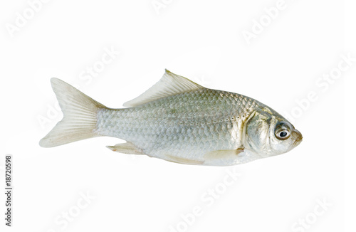 Small crucian isolated on white background