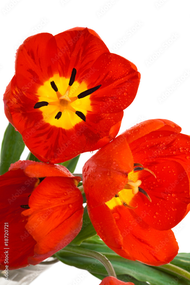 Fototapeta premium red tulips