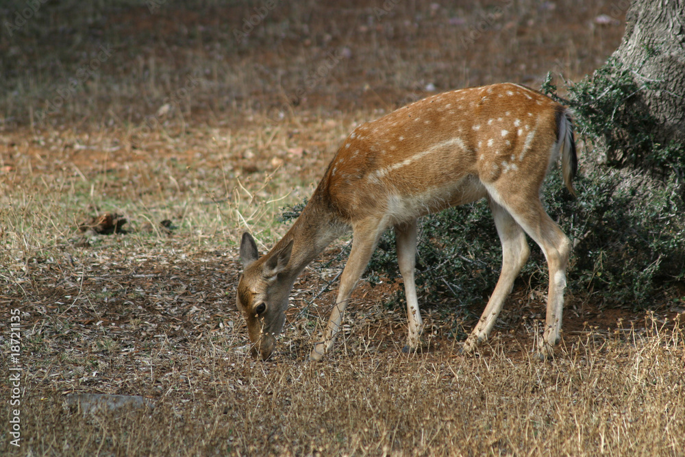 capriolo capriolo