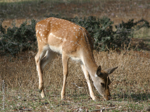 capriolo2 photo