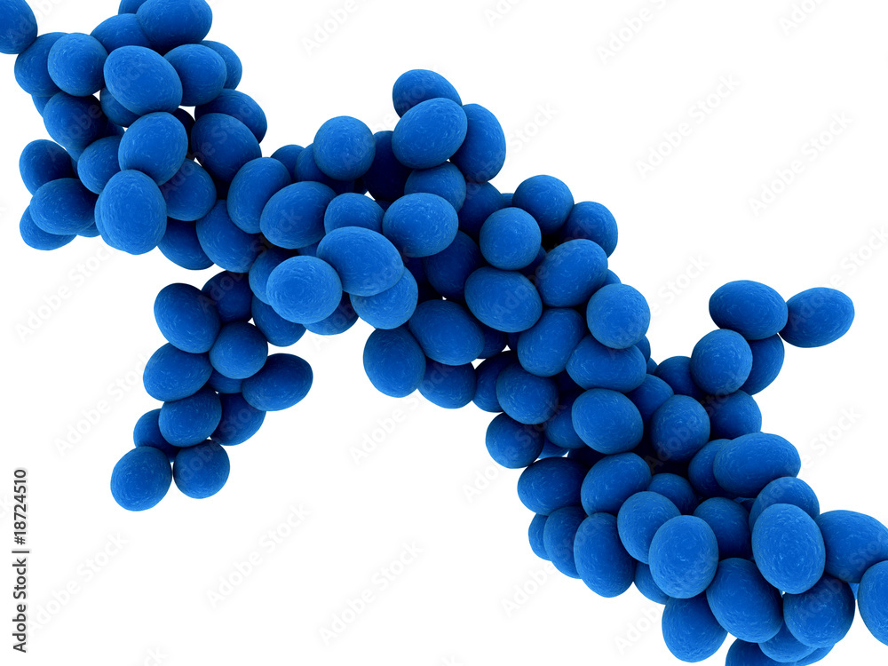 Fototapeta premium Staphylococcus - Bakterien