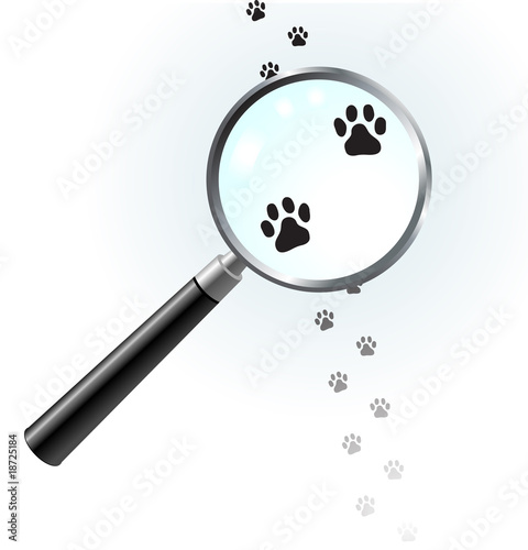 Canine footprints under magnifying glass