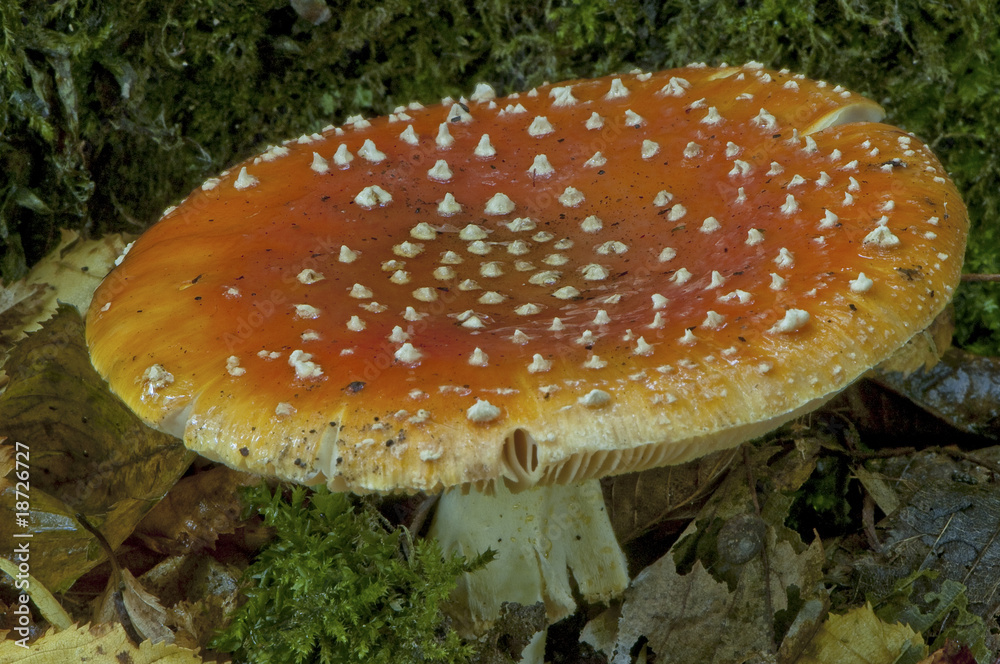 Amanite tue-mouches ou fausse oronge (Amanita muscaria) Amanite tue-mouches ou fausse oronge (Amanita muscaria)