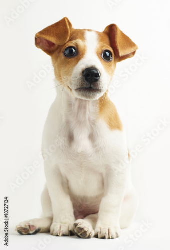 Puppy jack russel terrier