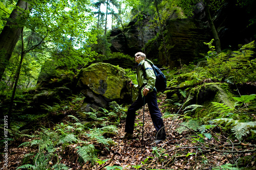 forest in Saxon Switzerland