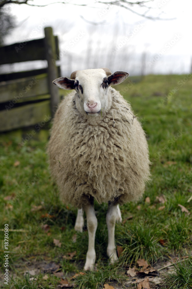 Obraz premium Schaf auf einem Bio-Bauernhof