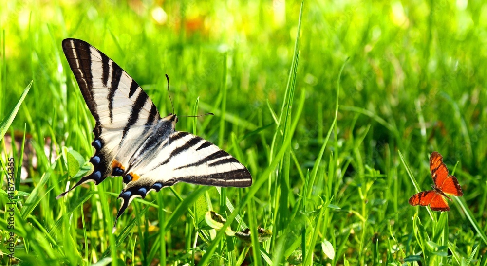 Fototapeta premium Colorful exotic butterflies on white background