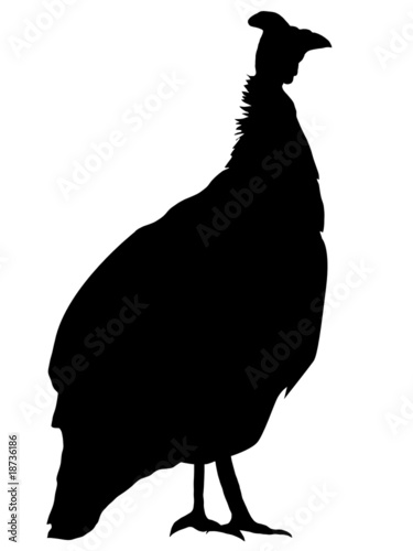 guinea fowl