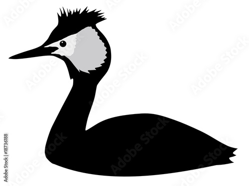 grebe
