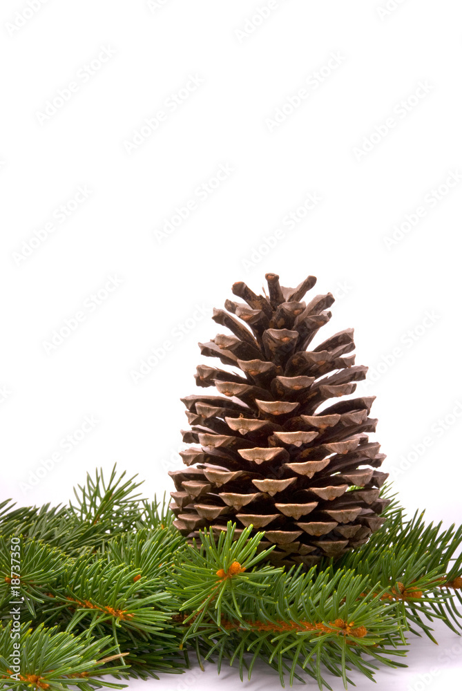 Branch with cone isolated on a white background Branch with cone isolated on a white background