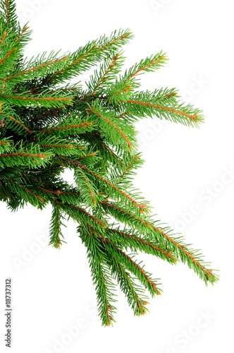 Pine branches isolated on white background