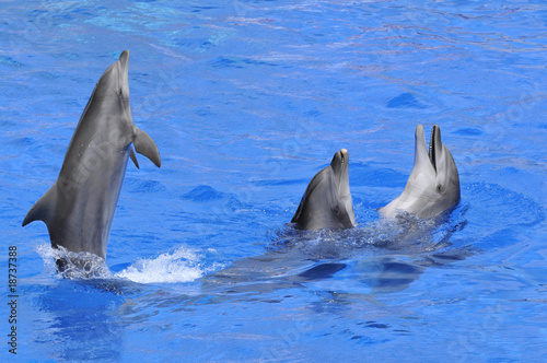 Trois grands dauphins dont un dressé sur sa queue