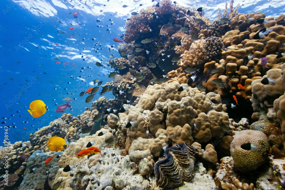 Coral reef scene