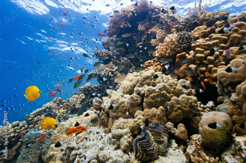 Obraz na płótnie Coral reef scene w salonie