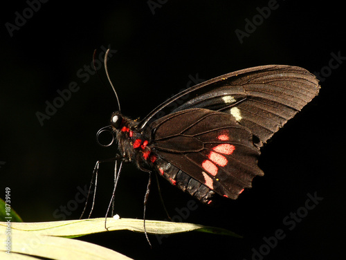 Fotografi Mariposa en penumbra