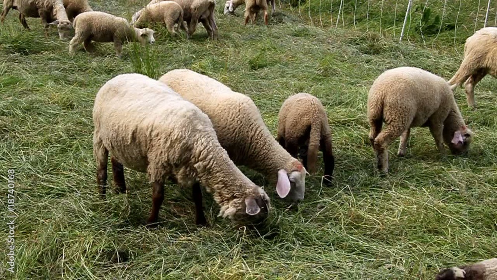 Schafherde auf der Wiese beim weiden Schafherde auf der Wiese beim weiden
