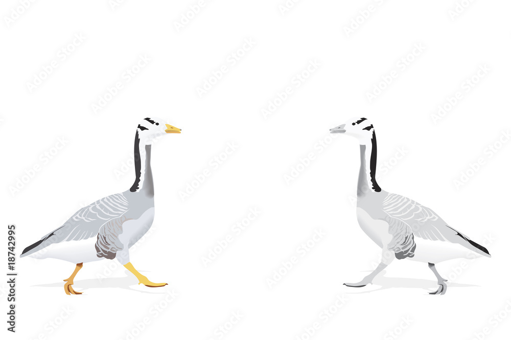Fototapeta premium indian goose-the highest flying bird, two color versions