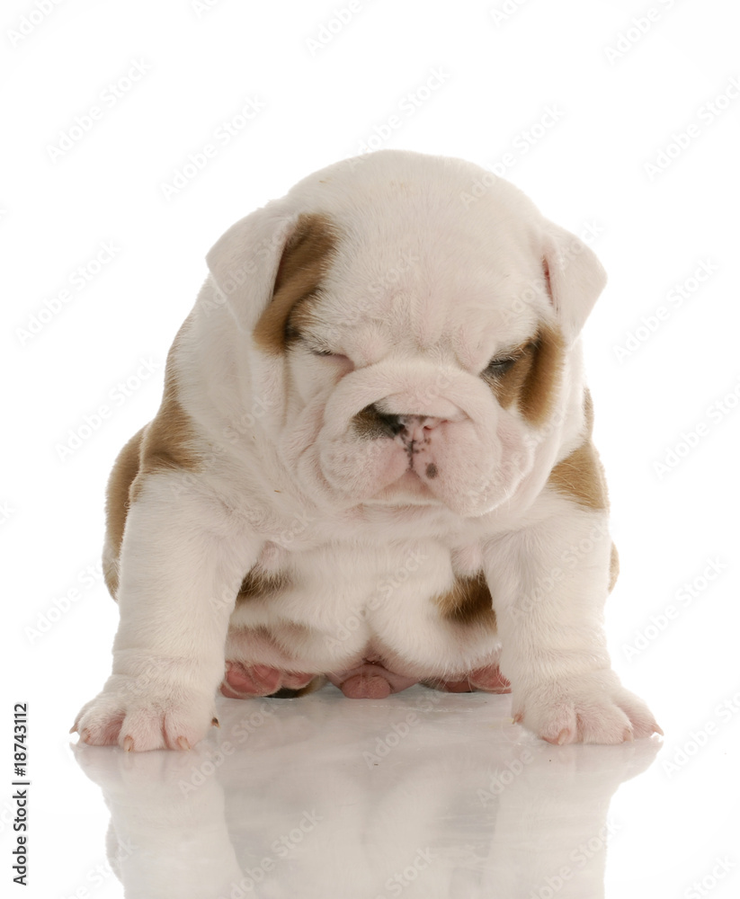 four week old bulldog puppy sitting with sour expression