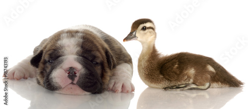 english bulldog puppy laying beside baby duck photo