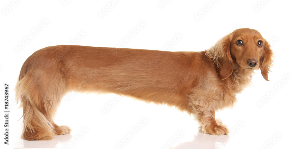 Extra long dachshund