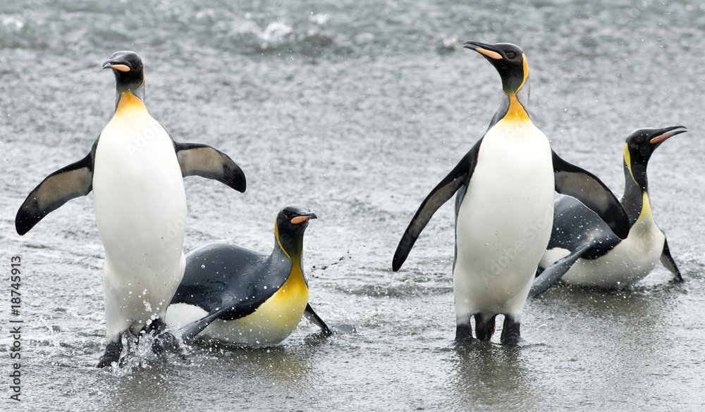 Obraz premium Penguin Fun in the Waves