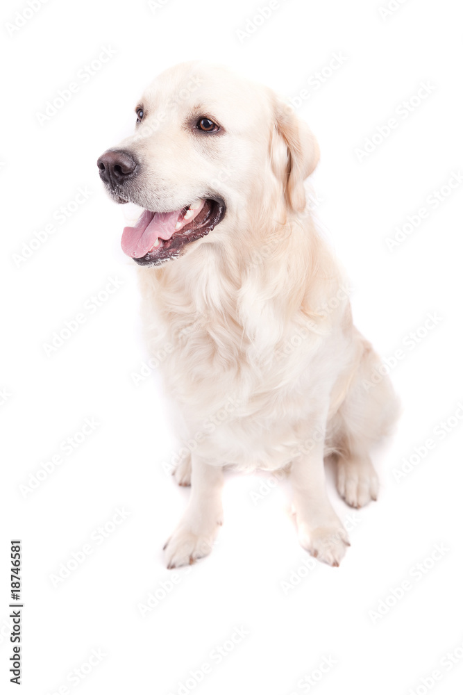 Golden Retriever Portrait