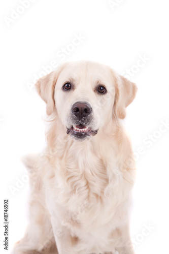 Golden Retriever Portrait