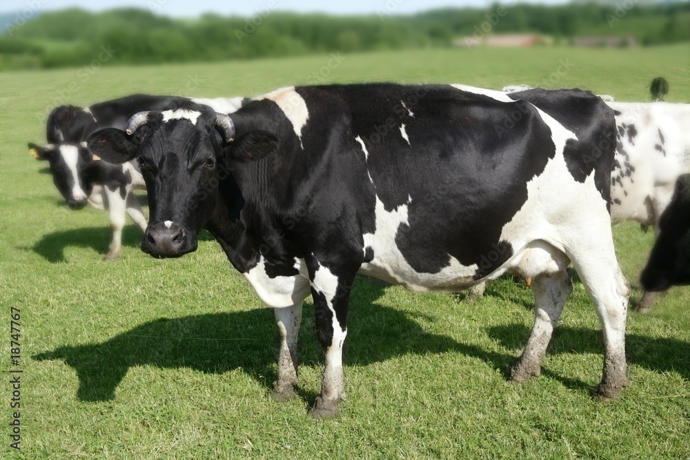Cows on the meadow fresian cattle Cows on the meadow fresian cattle