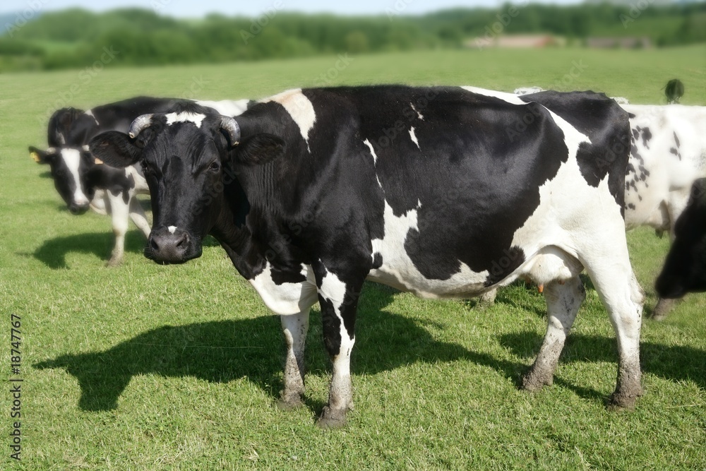 Cows on the meadow fresian cattle