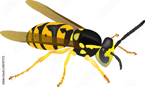 yellowjacket illustration