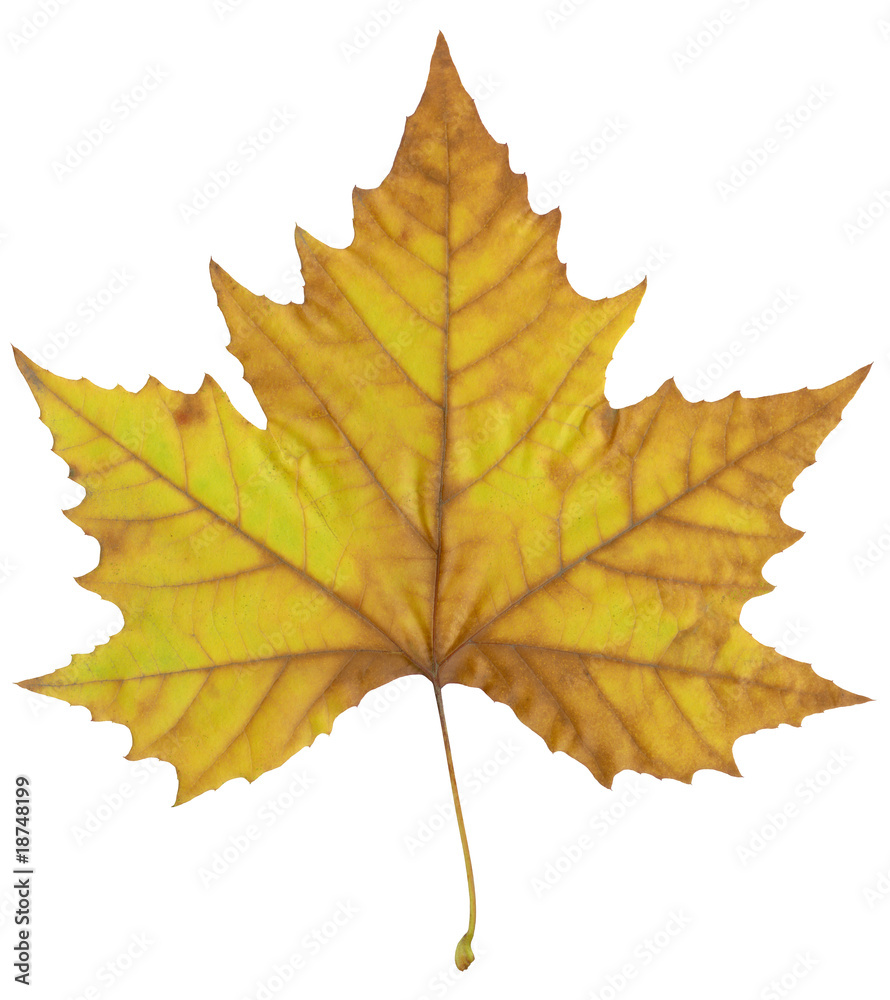 Autumn maple leaf. Autumn maple leaf.