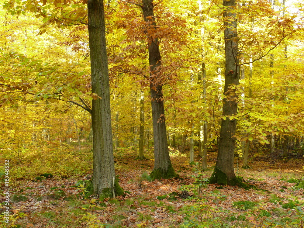 Fototapeta premium Herbstwald