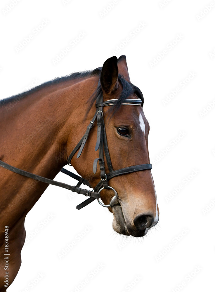 Bay horse. Bay horse.