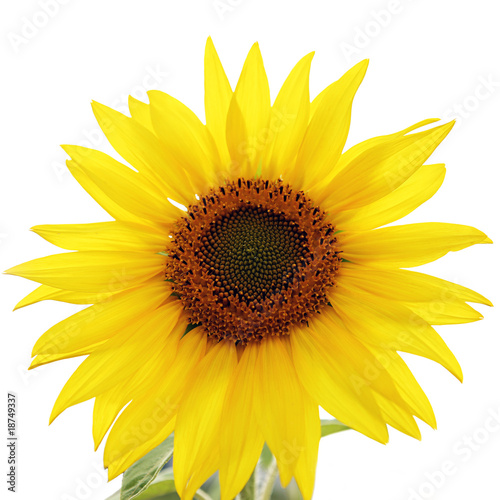 Fototapeta Naklejka Na Ścianę i Meble -  Yellow sunflower.