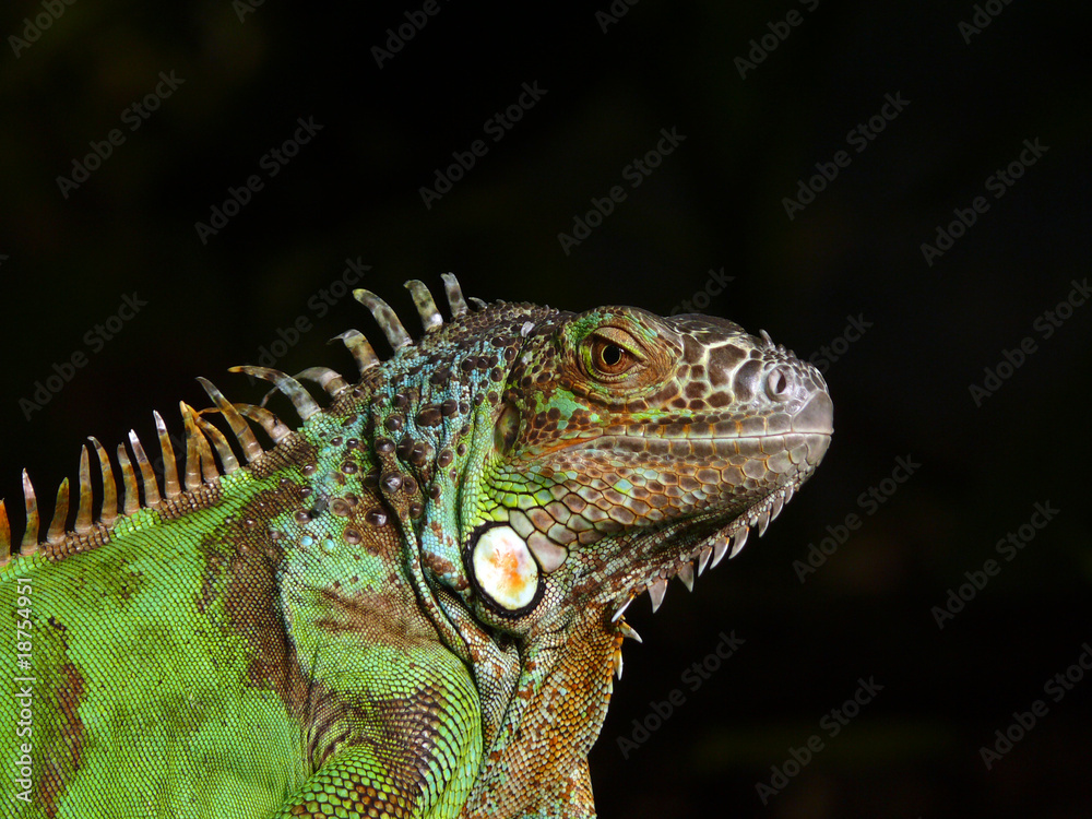 Fototapeta premium Leguan