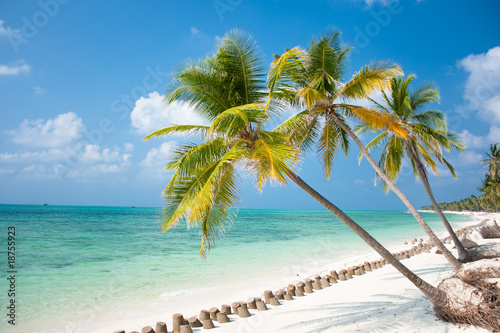 Fototapeta Naklejka Na Ścianę i Meble -  Palm trees hanging over a sandy white beach