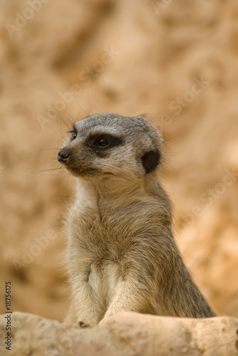 Attentive meerkat (Suricata suricatta)