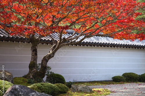 Un erable japonais rouge dans Nanzen ji temle a Kyoto photo
