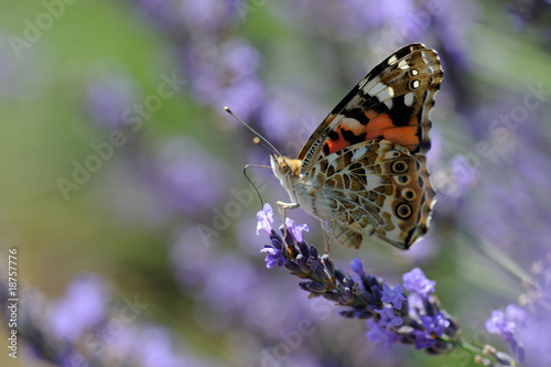 Red Admiral on lavender