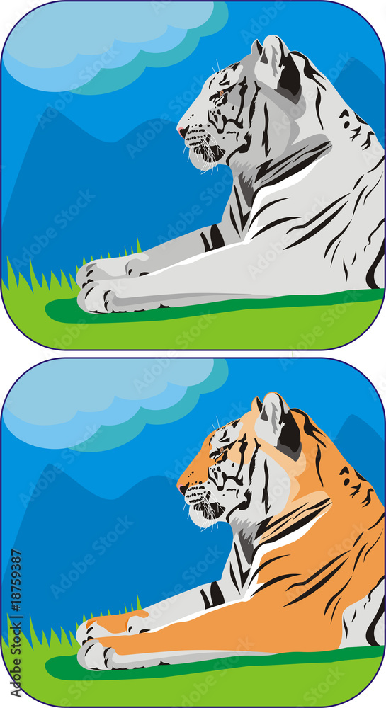 Fototapeta premium tiger