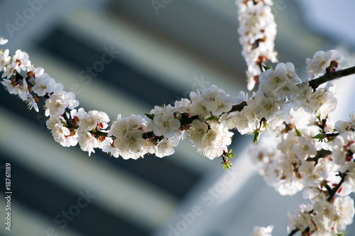 flowering branch of tree is...