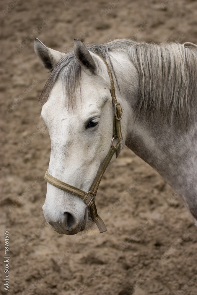 Fototapeta premium White horse - Lipizzan Home
