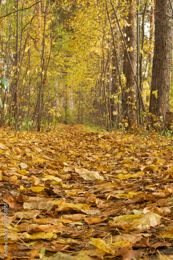 Footpath autumn wood