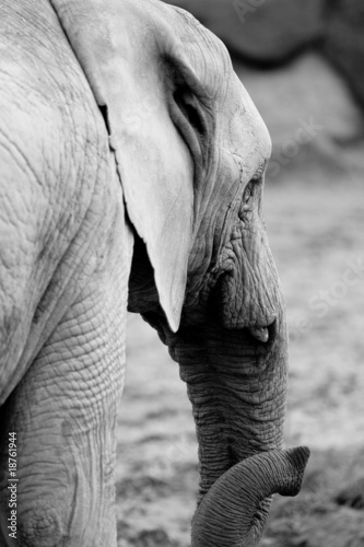 Elephant with trunk and wrinkled skin