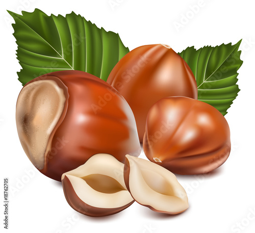 Photorealistic vector illustration. Hazelnuts with leaves.